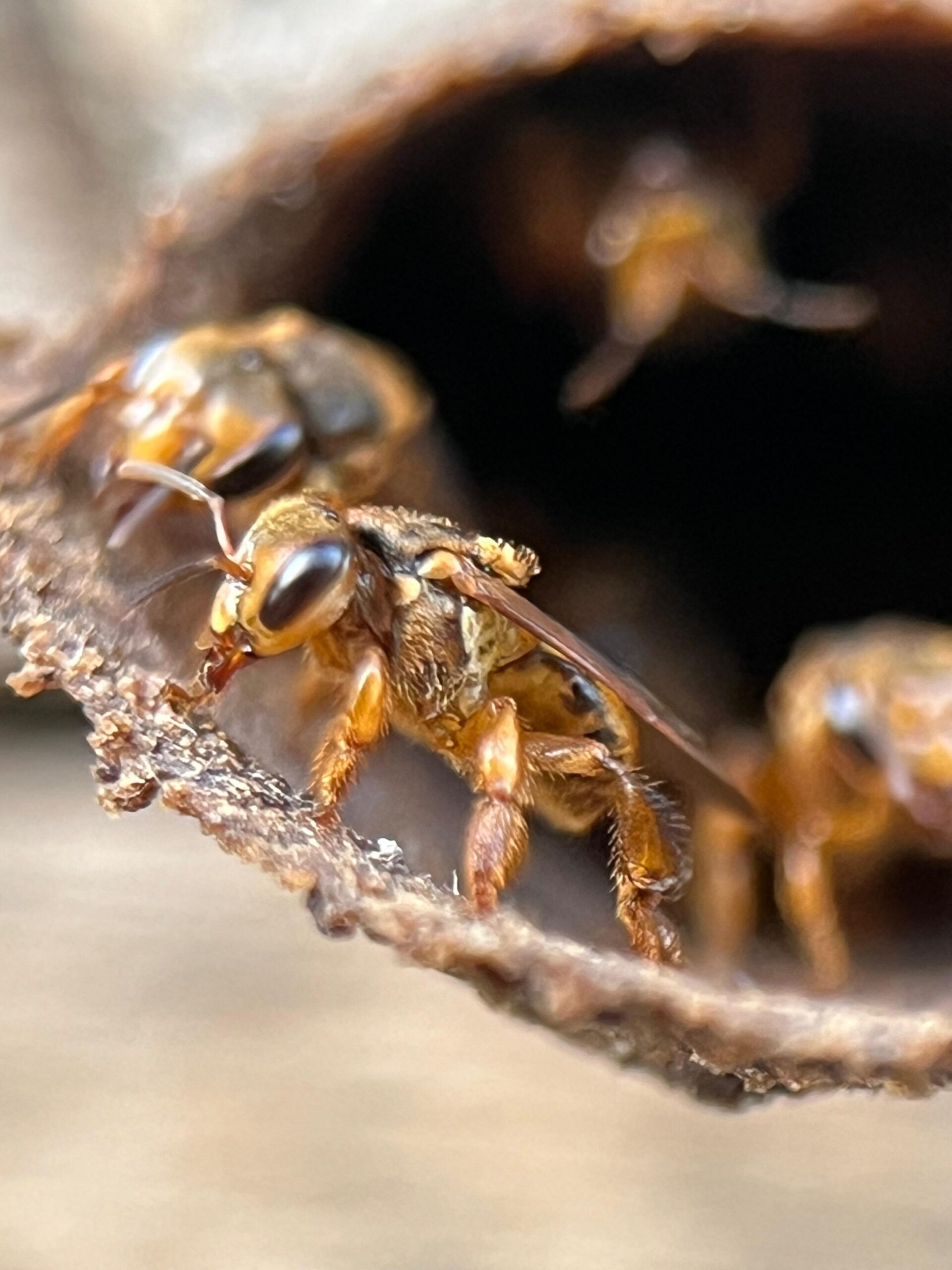 WhatsApp Image 2026-02-15 at 6.38.39 PM