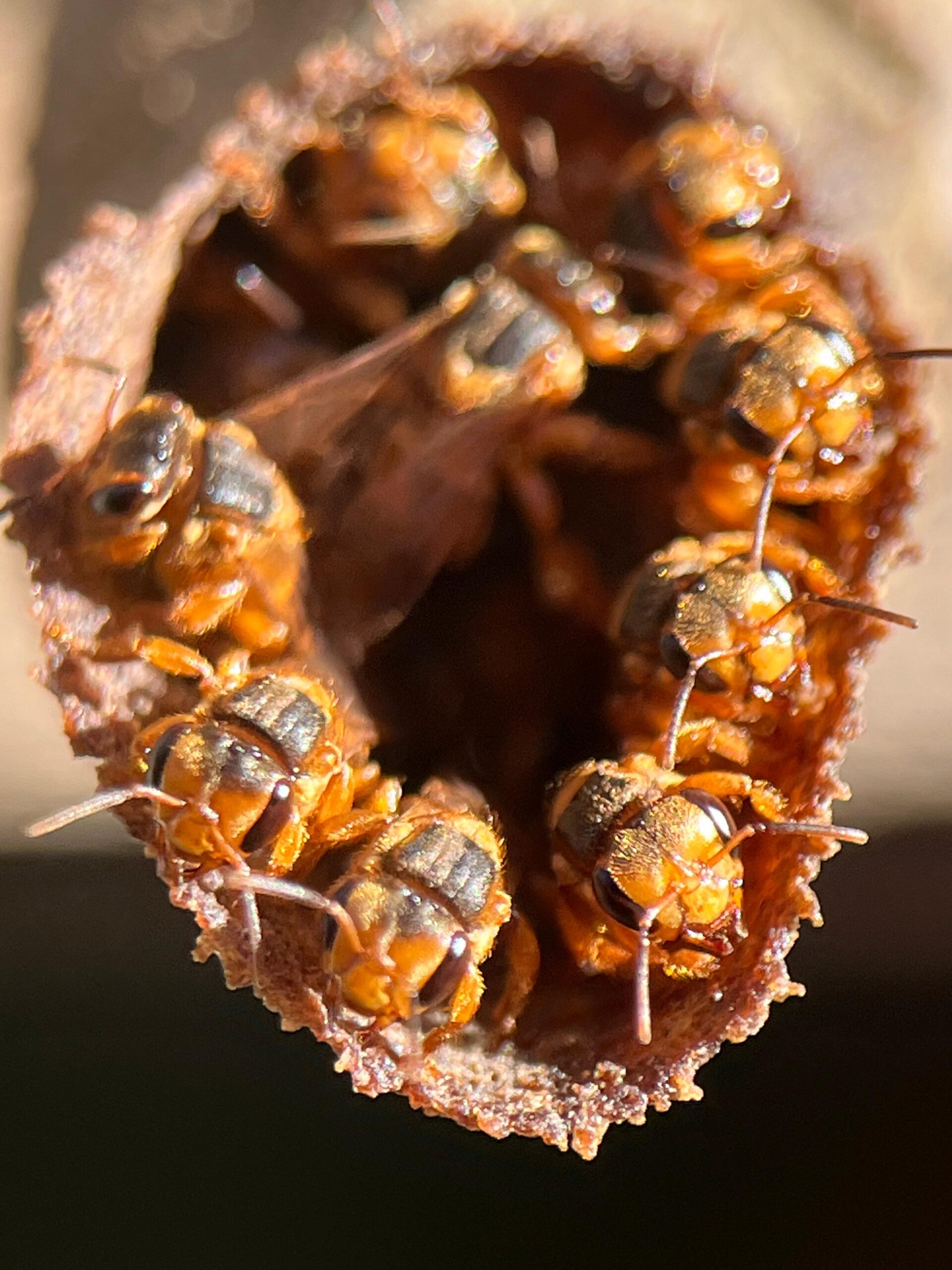 WhatsApp Image 2026-02-15 at 6.29.29 PM