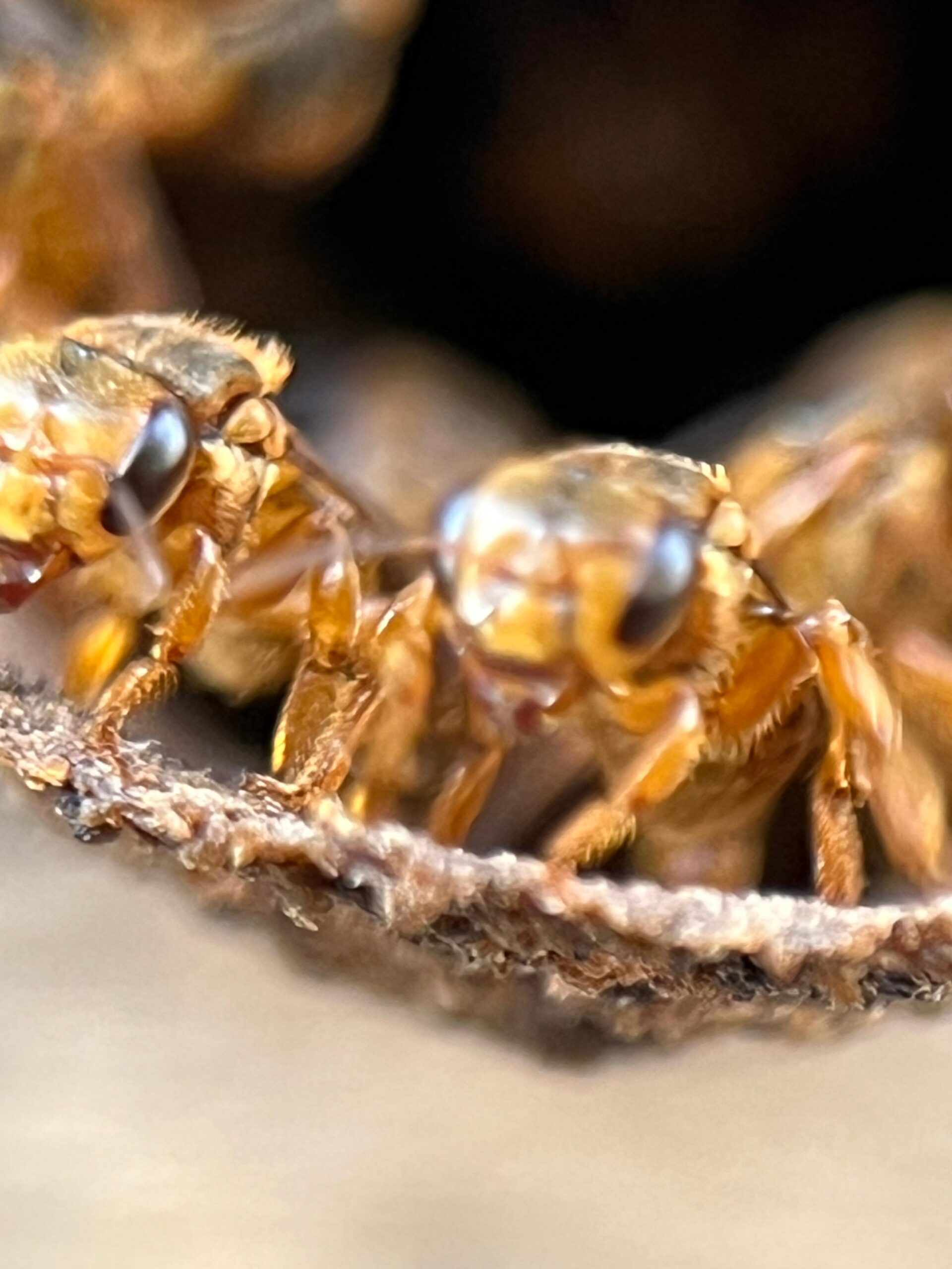 WhatsApp Image 2026-02-15 at 6.38.34 PM